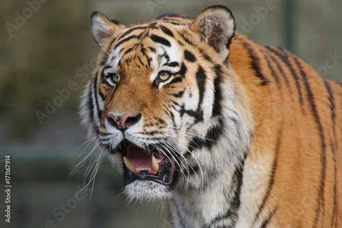 Sibirische Tiger  Panthera tigris altaica   Amurtiger  Ussuritiger  Portrait