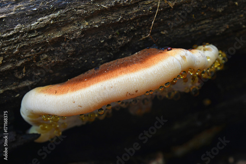 Ischnoderma resinosum mushroom photo