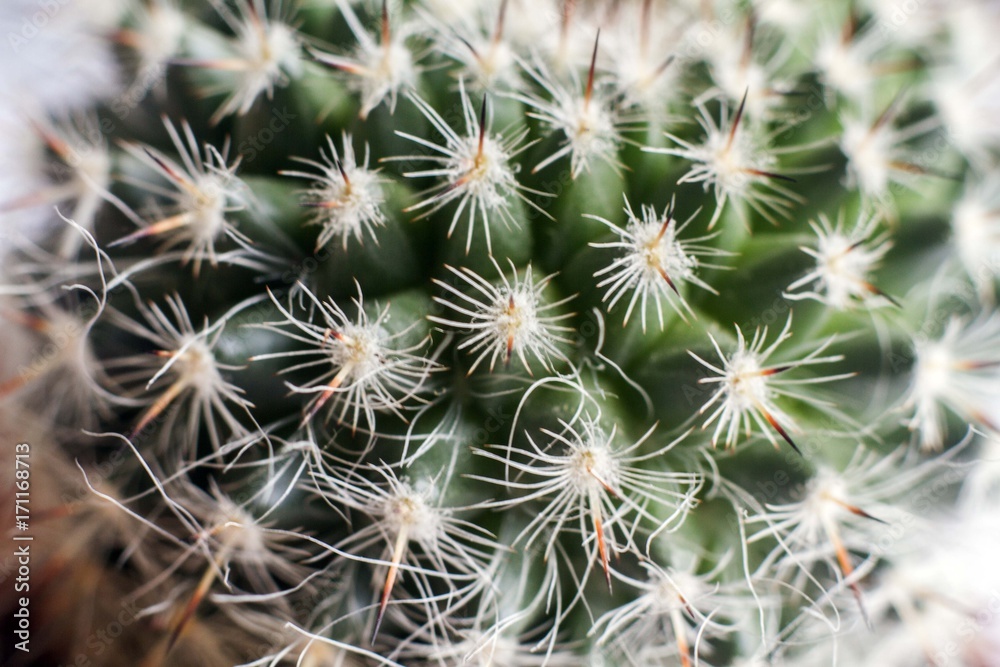 cacti cacti