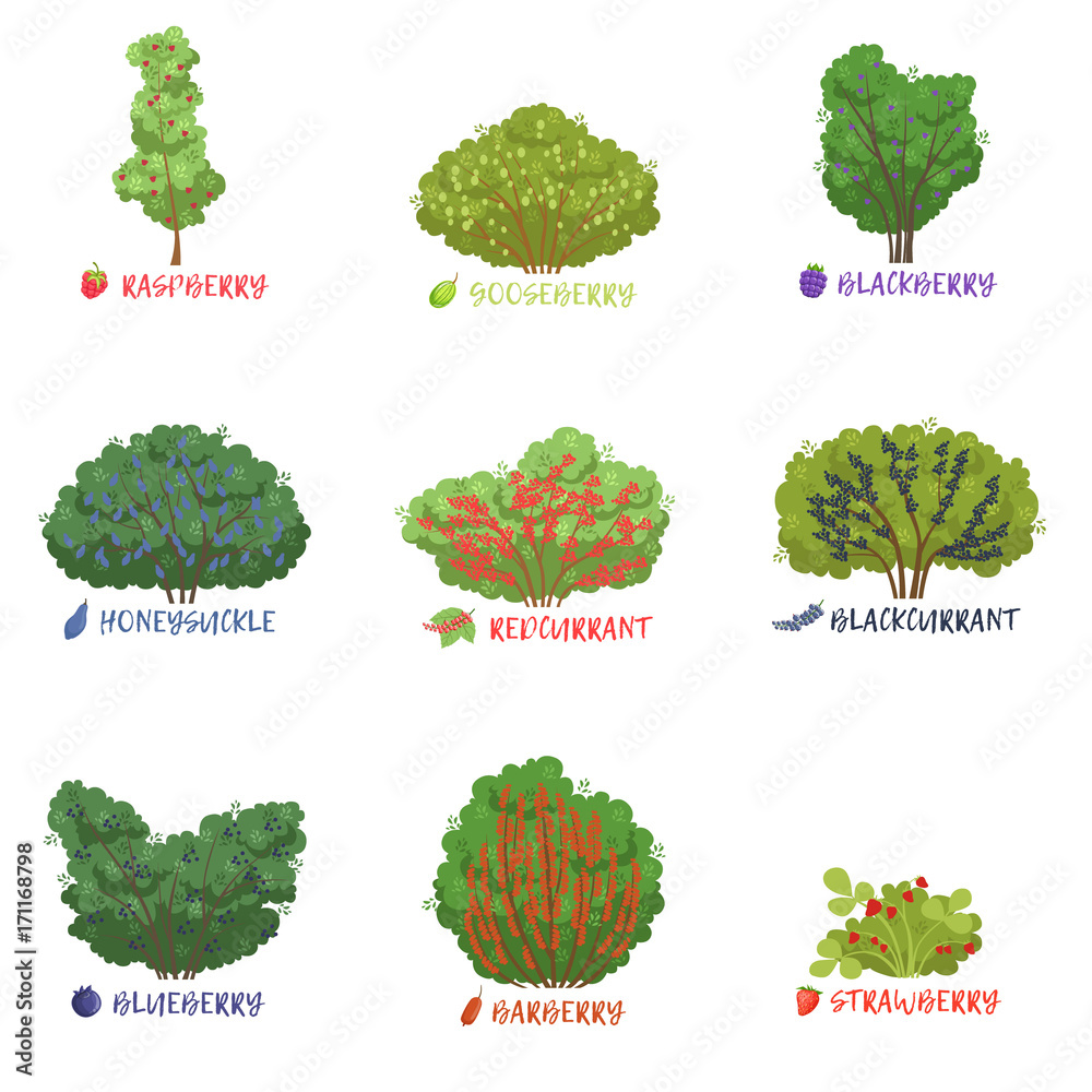 Different garden berry shrubs sorts with names set, fruit trees and berry bushes vector Illustrations - obrazy, fototapety, plakaty 