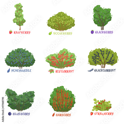 Different garden berry shrubs sorts with names set, fruit trees and berry bushes vector Illustrations