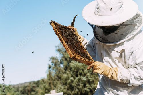 Obraz na plátne Beekeeper working collect honey.