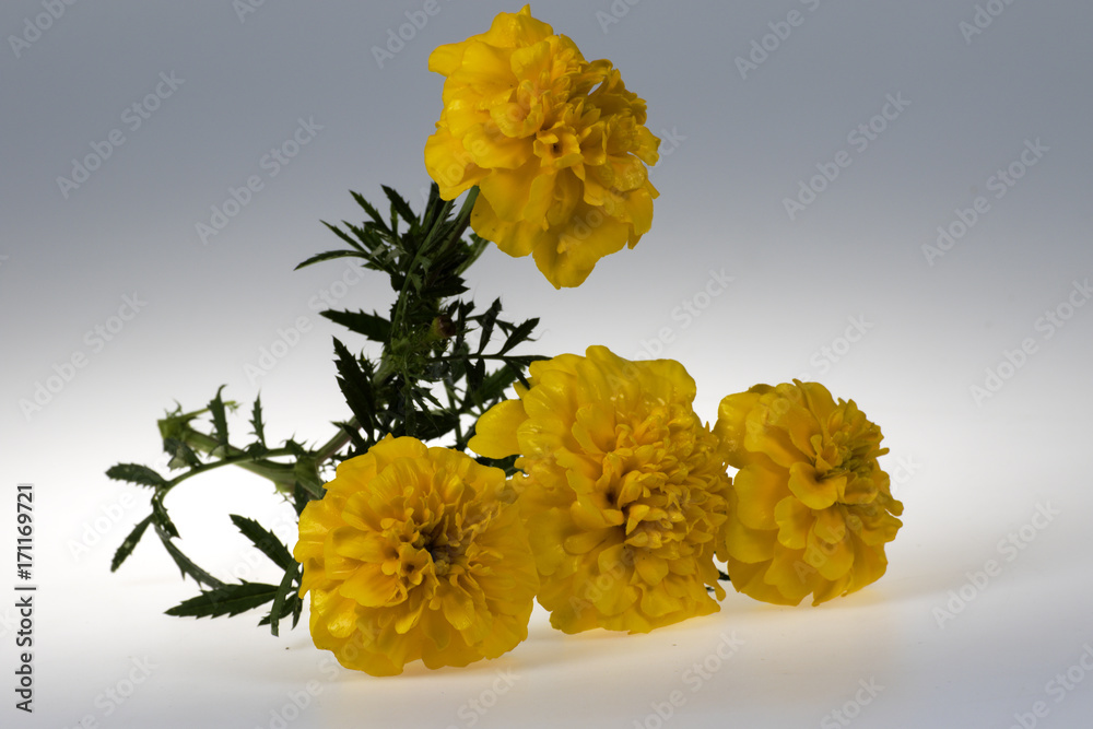 chrysanthemums on a white background