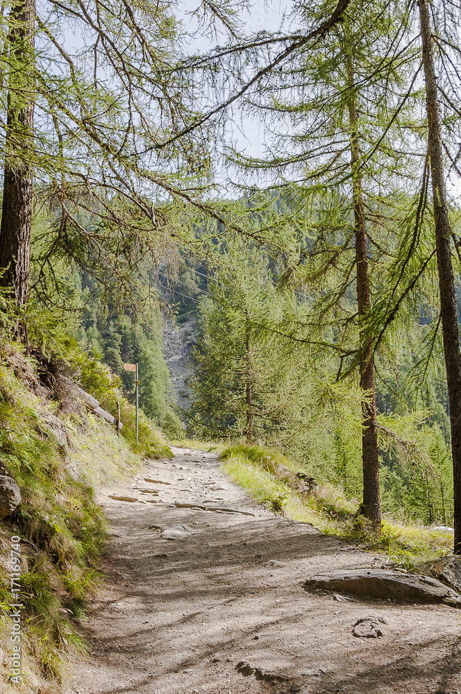 Zermatt, Findeln, Sunnegga, Waldweg, Lärchenwald, Wanderweg, Findelbach, Schlucht, Wallis, Alpen, Sommer, Schweiz Zermatt, Findeln, Sunnegga, Waldweg, Lärchenwald, Wanderweg, Findelbach, Schlucht, Wallis, Alpen, Sommer, Schweiz