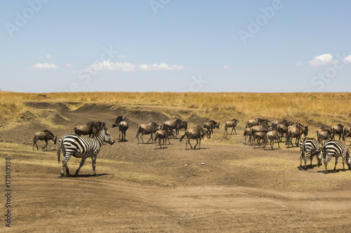 Fototapeta Naklejka Na Ścianę i Meble -  gnus in Masai Mara