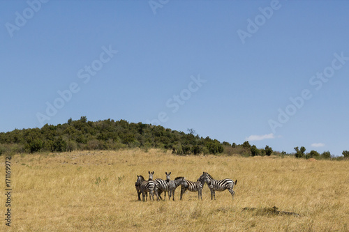 Zebras in action