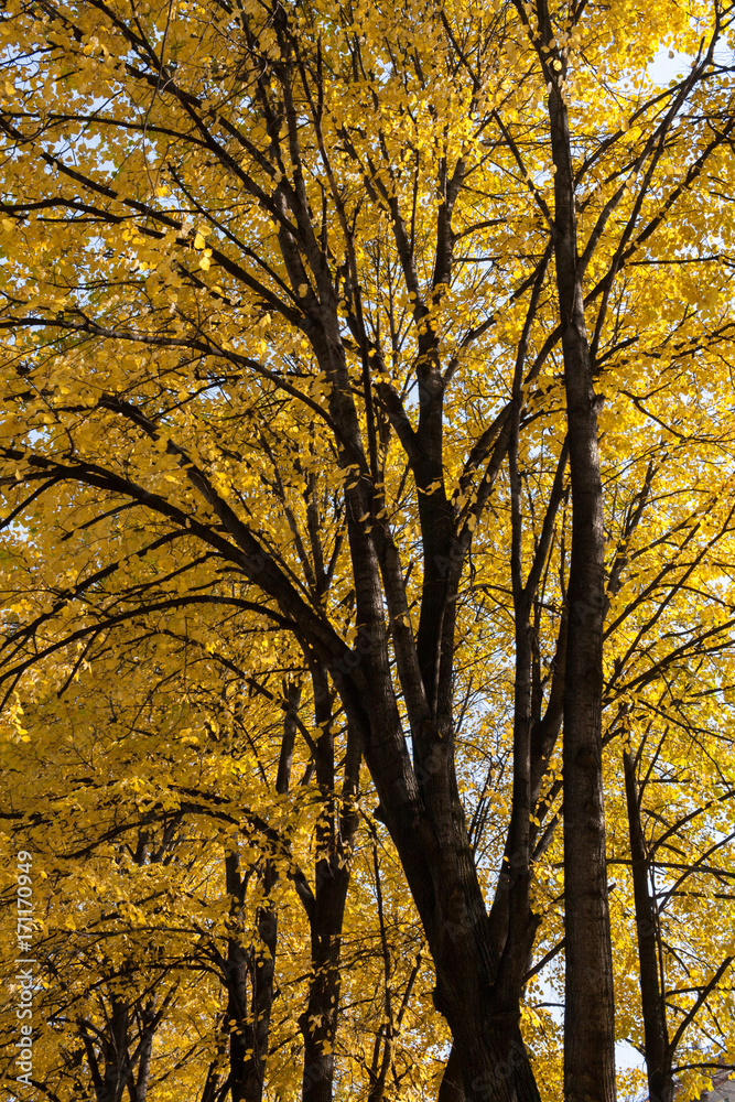 Majestic linden trees with bright yellow autumn leaves. Bottom view. Majestic linden trees with bright yellow autumn leaves. Bottom view.