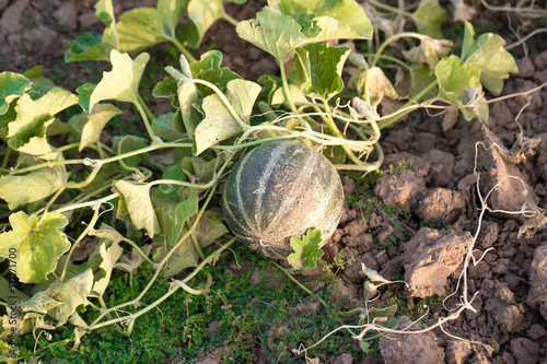 muskmelon photo