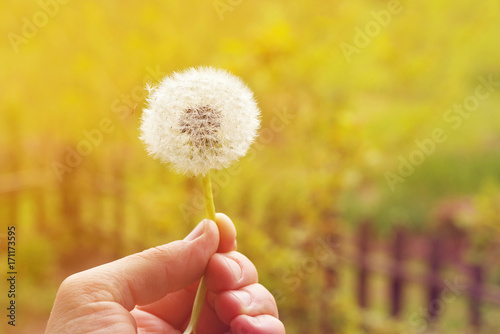 Fototapeta Naklejka Na Ścianę i Meble -  Dandelion in a hand on a bright natural yellow background