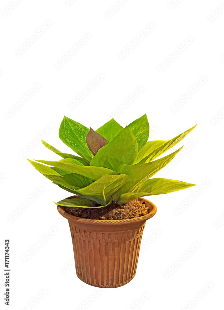 Closeup Foliage Anthurium on White Background, Clipping Path Closeup Foliage Anthurium on White Background, Clipping Path