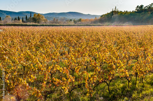 Vineyard field in Provence, in Gareoult near Brignoles in the French Provence, at sunset photo