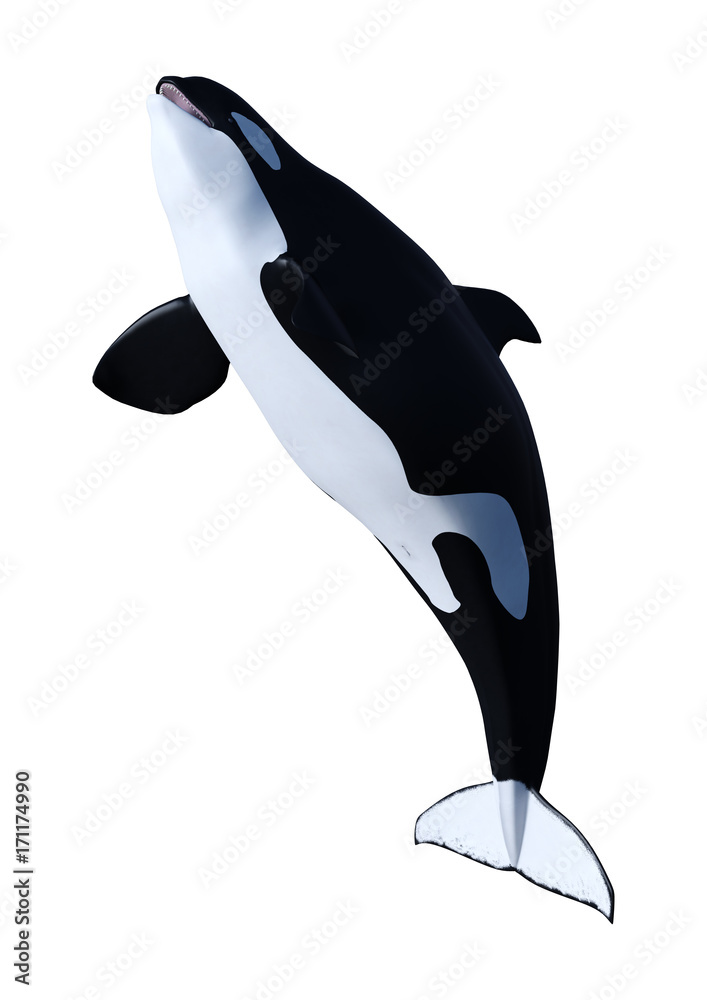 Naklejka premium 3D Rendering Orca Killer Whale Calf on White