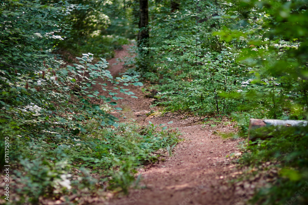 Deciduous forest with big trees Deciduous forest with big trees