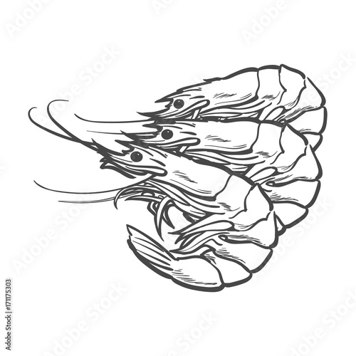 vector sketch cartoon sea crayfish lobster. Isolated illustration on a white background. Sea delicacy food concept