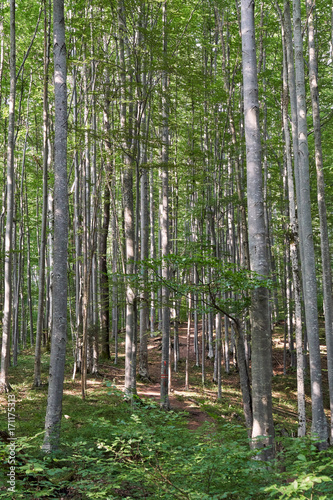 Fototapeta Naklejka Na Ścianę i Meble -  Deciduous forest with big trees
