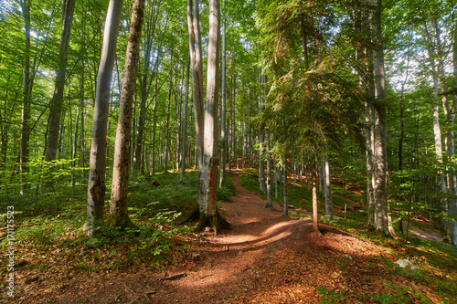 Fototapeta Naklejka Na Ścianę i Meble -  Deciduous forest with big trees