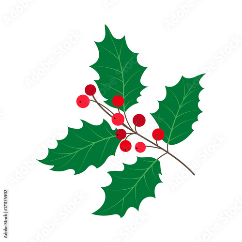 vector flat cartoon style holly tree, mistletoe or ilex branch with leaves and berries . Isolated illustration on a white background. Christmas cards, banners of presentation decoration design symbol