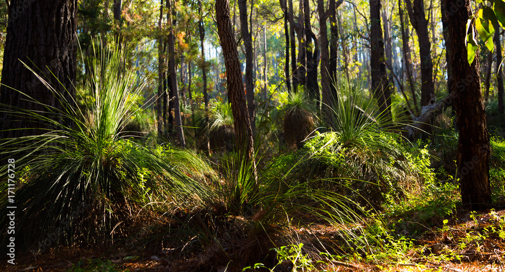 Fototapeta premium Forest with Gras Trees in Western Australia