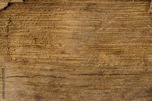Bog wood. Texture.