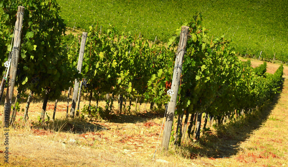 rows of vineyards in tuscany. summer season. Italy.
