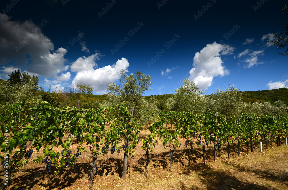 green vineyards in tuscany. summer season. Italy.