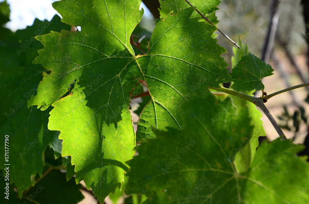 green vine leaves green vine leaves