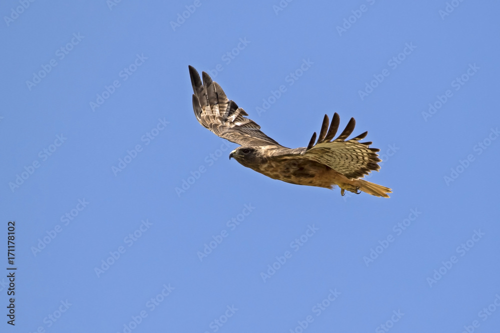 Fototapeta premium Bird hawk raptor flying high above Los Angeles park