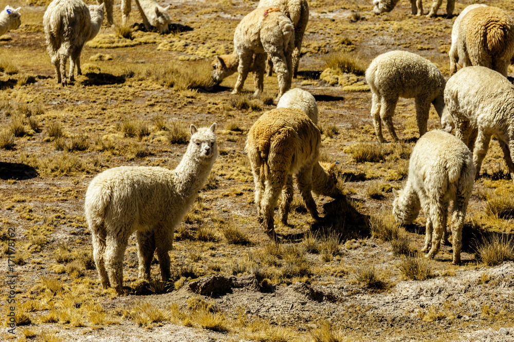 Fototapeta premium Alpaca - Peru