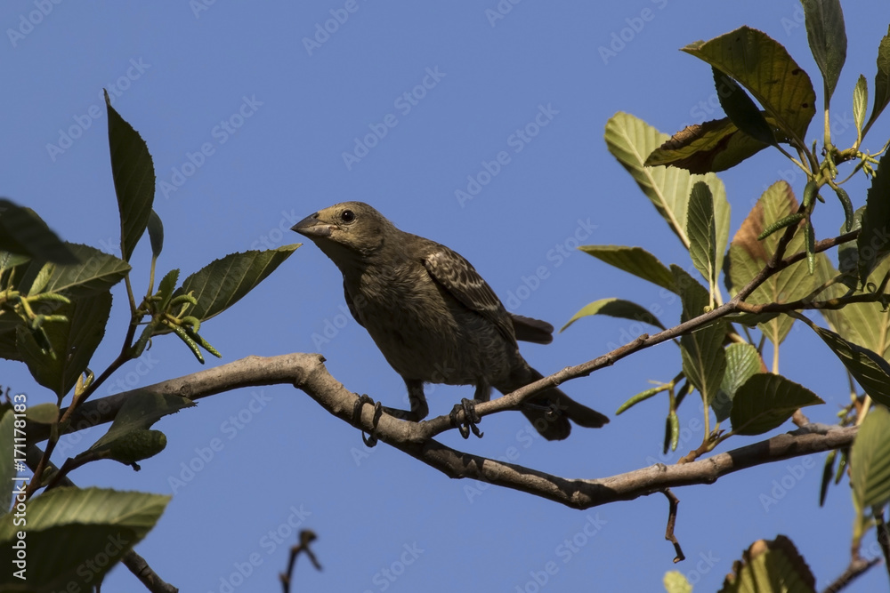 Obraz premium Bird on tree limb perch at Los Angeles park