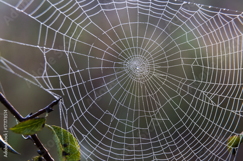 cobweb in the dew, autumn.