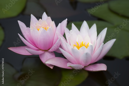two pink lotus flowers  ( water lily )