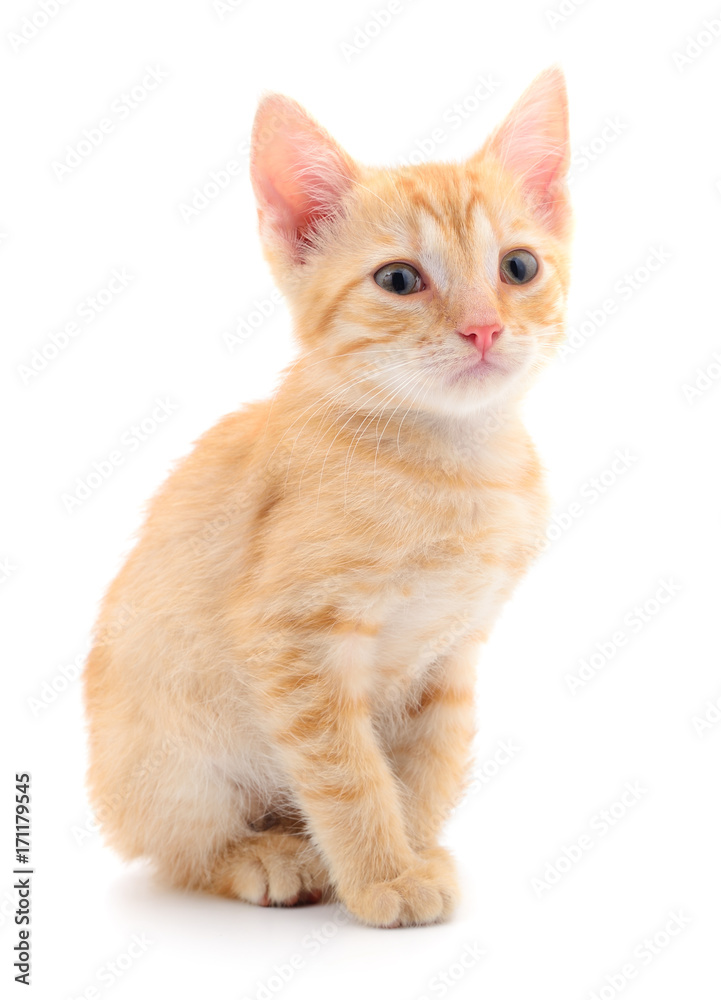 Kitten on white background.