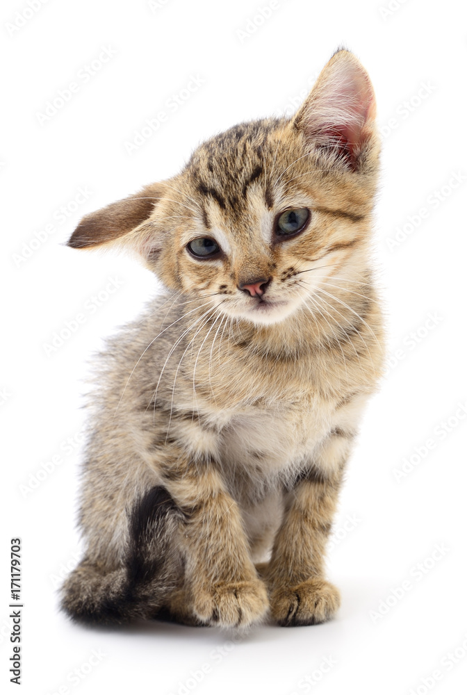 Kitten on white background.