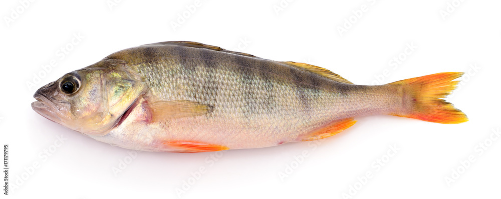 Perch on white. Perch on white.