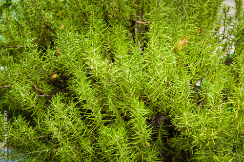 Herbs used in the kitchen: Rosemary (Rosmarinus officinalis)