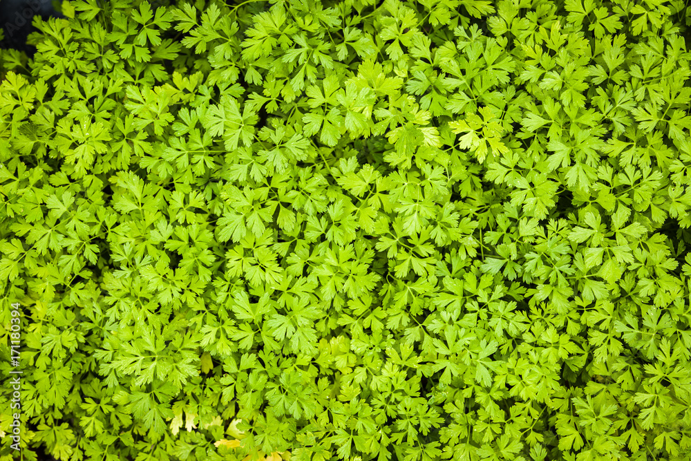 Herbs used in the kitchen: Parsley (Petroselinum crispum)