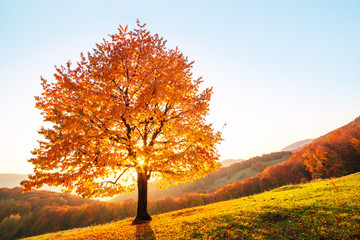Majestic beech tree with sunny beams