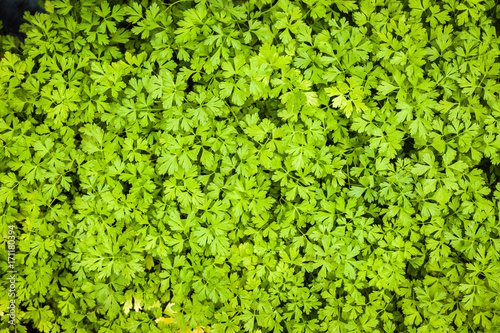 Herbs used in the kitchen: Parsley (Petroselinum crispum) © KajzrPhotography.com