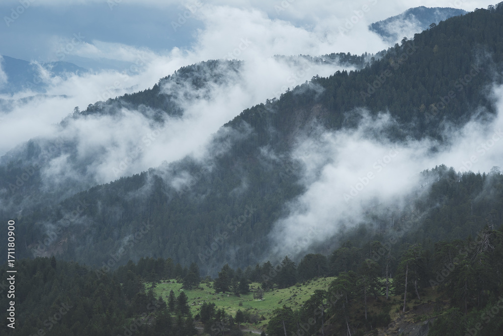 Forest Fog