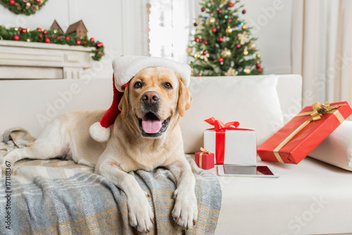 Nice Labrador is posing on couch