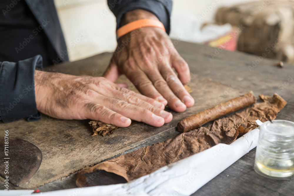 Cuban master showing how to hand roll a cigar Stock Photo Adobe Stock