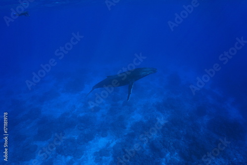 A humpback whale, Megaptera novaeangliae, underwater in the Pacific ocean with a snorkeler, Rurutu island, Austral archipelago, French Polynesia © dam
