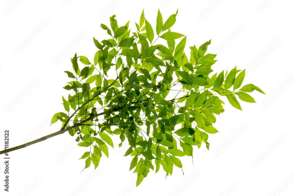 green leaf on the branches isolate on white background green leaf on the branches isolate on white background