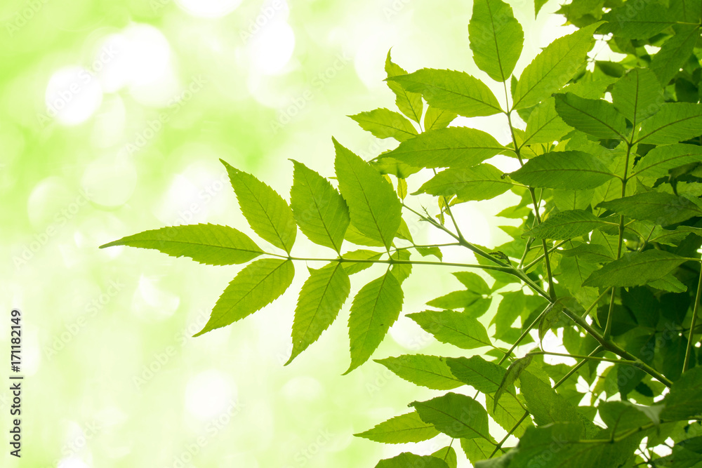 green leaf on soft white green bokeh background green leaf on soft white green bokeh background