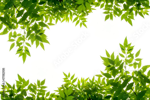green leaf frame isolate on white background 