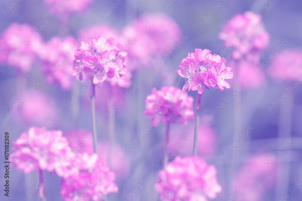 Small pink flowers on a purple background. Soft selective focus Small pink flowers on a purple background. Soft selective focus