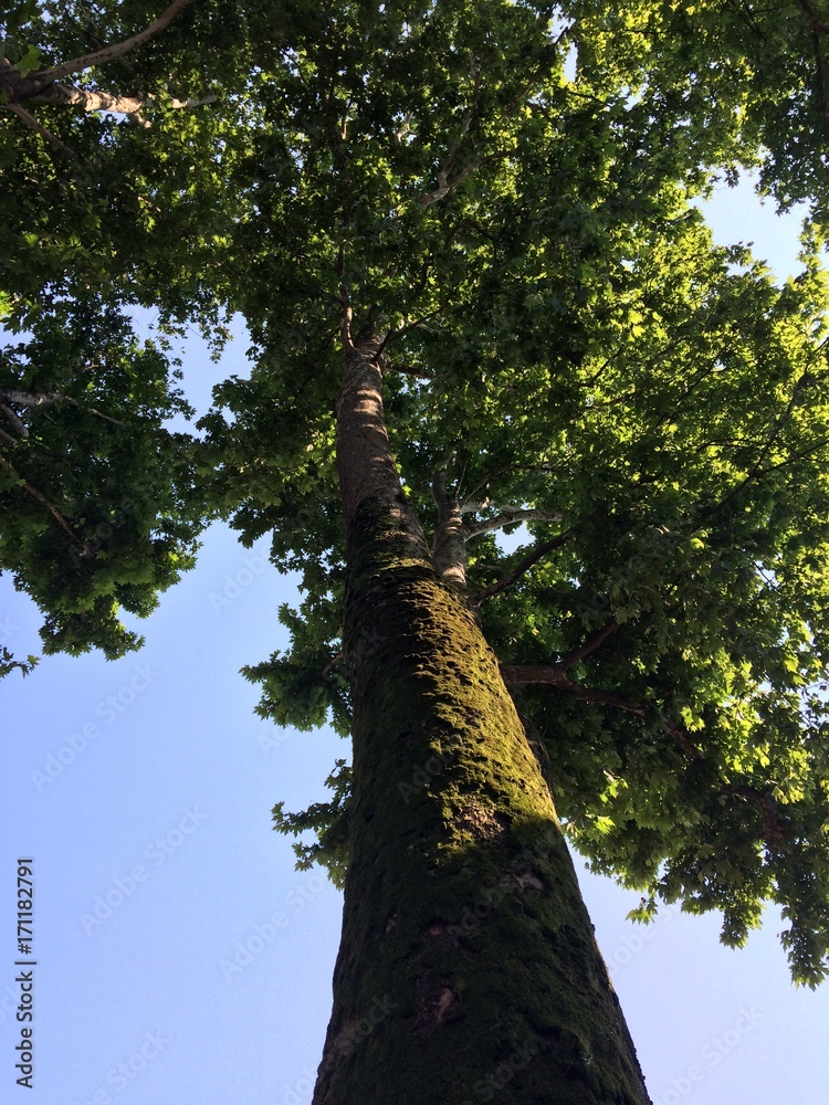 Fototapeta premium tree, sky, long