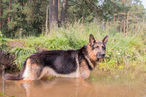 Wet dog german shepherd in a water in a summer day © keleny
