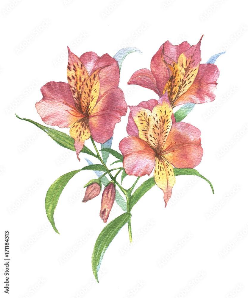 Watercolor botanical illustration of alstroemeria. Hand painting. Floral  drawing for the greeting cards, invitations, personalized card and  different decorations. Stock Illustration | Adobe Stock
