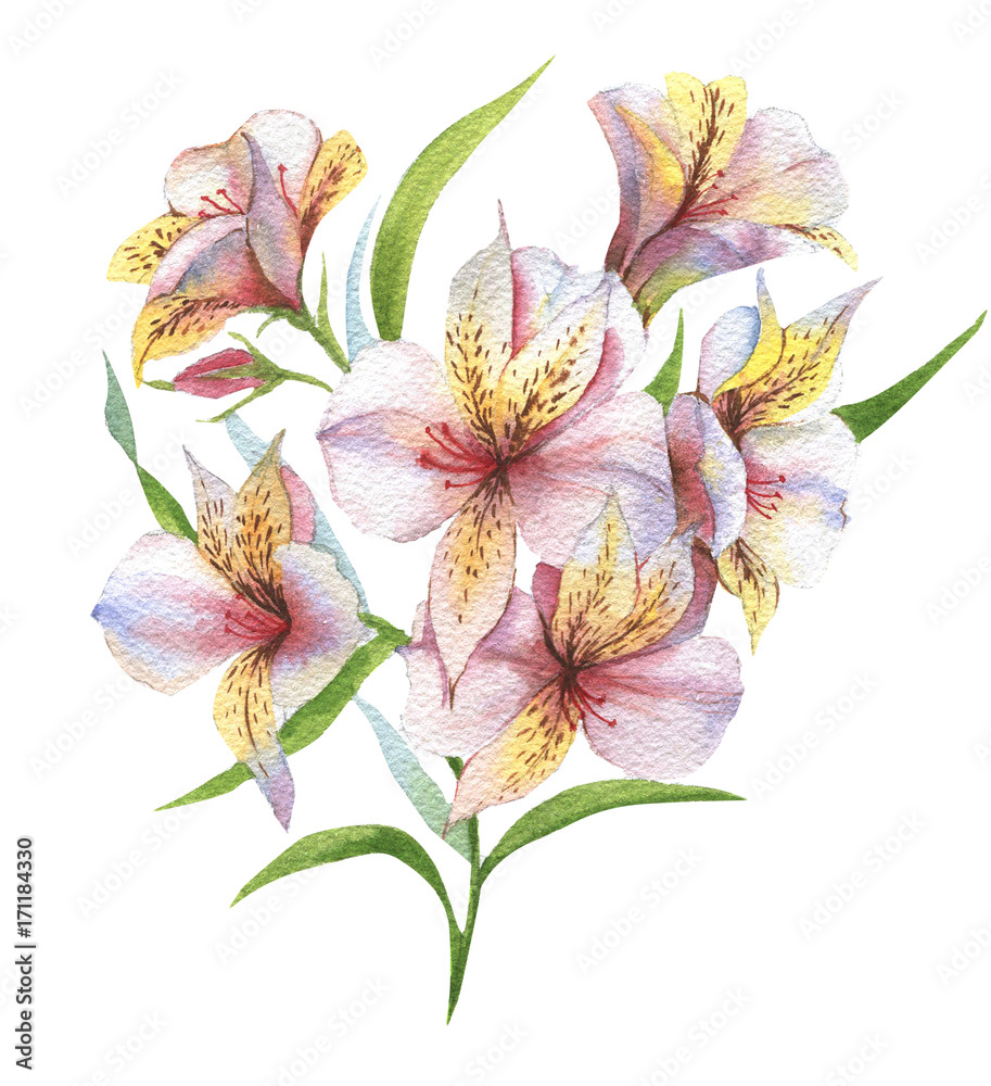 Watercolor botanical illustration of alstroemeria. Hand painting. Floral drawing for the greeting cards, invitations, personalized card and different decorations.